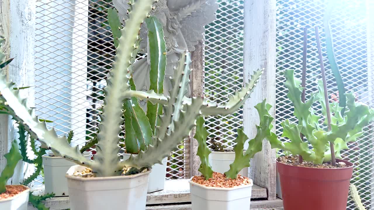 Various cacti in a greenhouse environment