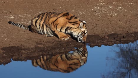 El-Tigre-De-Bengala-Sediento-Bebe-Del-Abrevadero-Con-Reflejo-Dorado