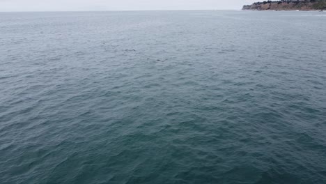 Flock-of-pelicans-fly-in-formation-over-sea