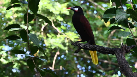 Montezuma-Oropendola--perched-on-treestump