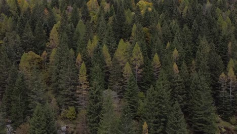 Wald-Im-Alpental-Val-Di-Mello