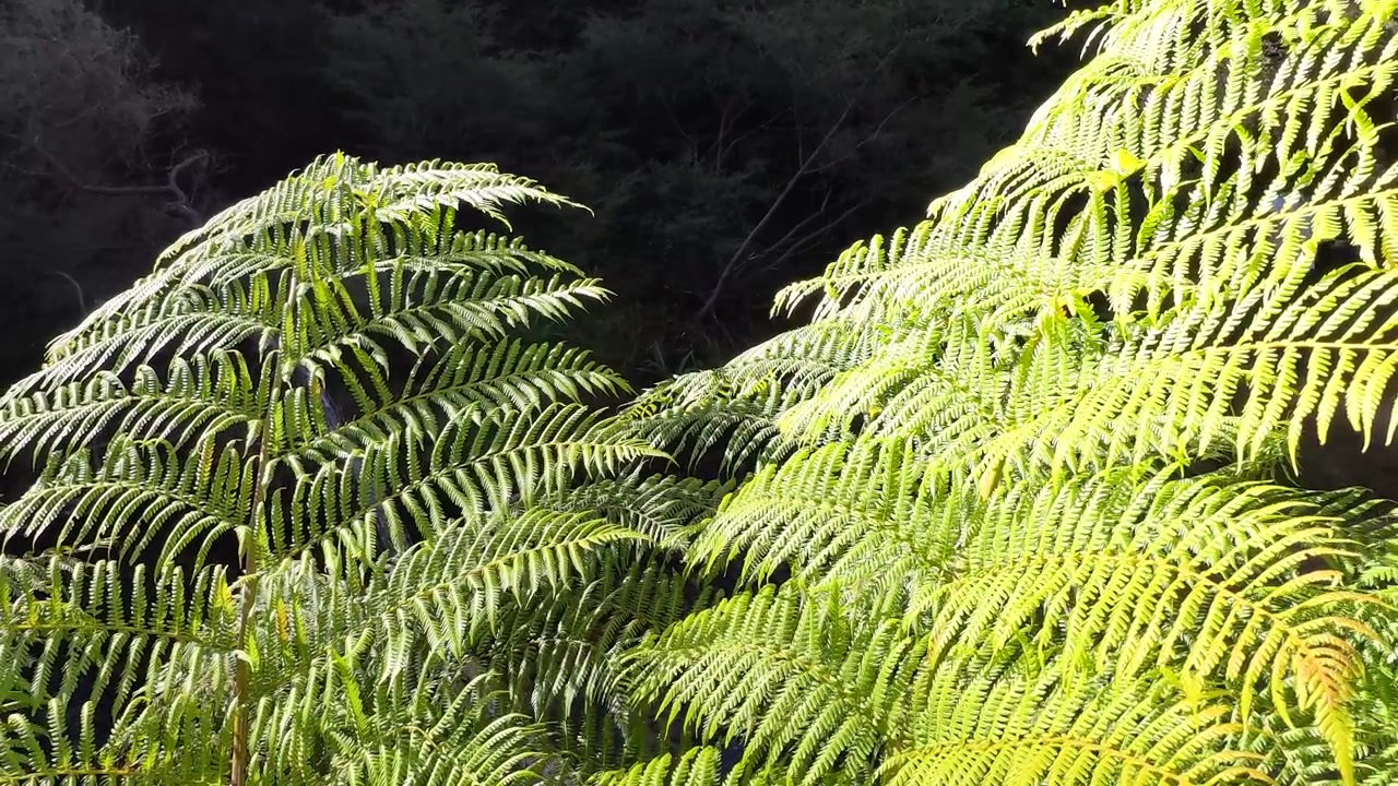 Des frondes de fougères vertes rétroéclairées se balancent doucement sous un soleil éclatant dans le parc national des Blue Mountains, Australie