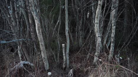 a man is gathering firewood - static shot