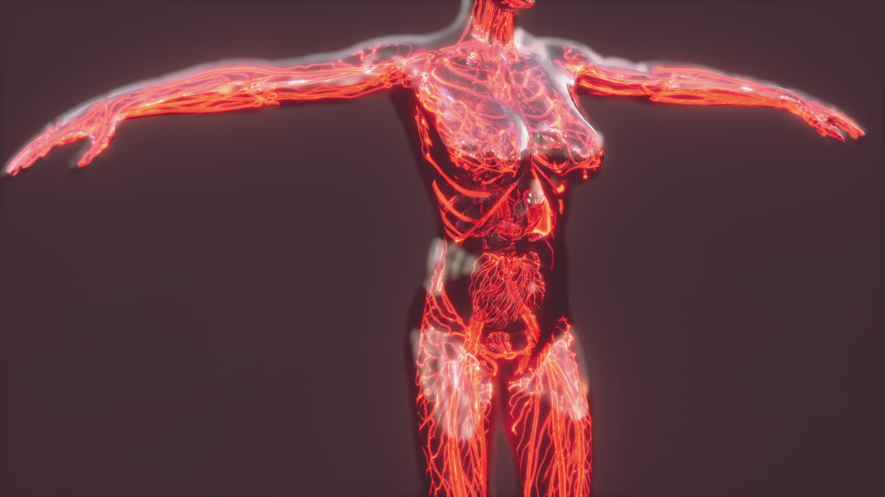 demostración médicamente exacta del sistema circulatorio humano