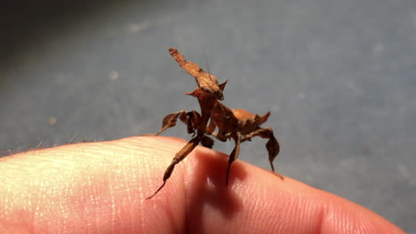 an exotic praying mantis from tropical countries moved on someone’s hand