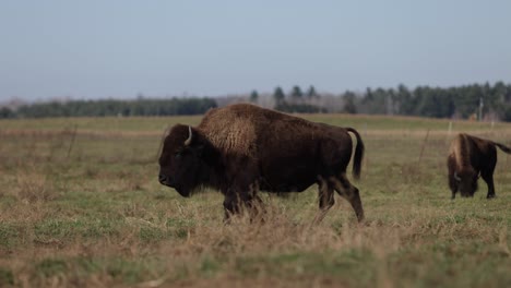 la fuerza del bisonte se muestra caminando en el campo épico slomo