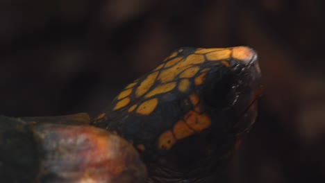 yellow-footed tortoise captured close from the front as it starts to move in peru’s rainforest during early morning.