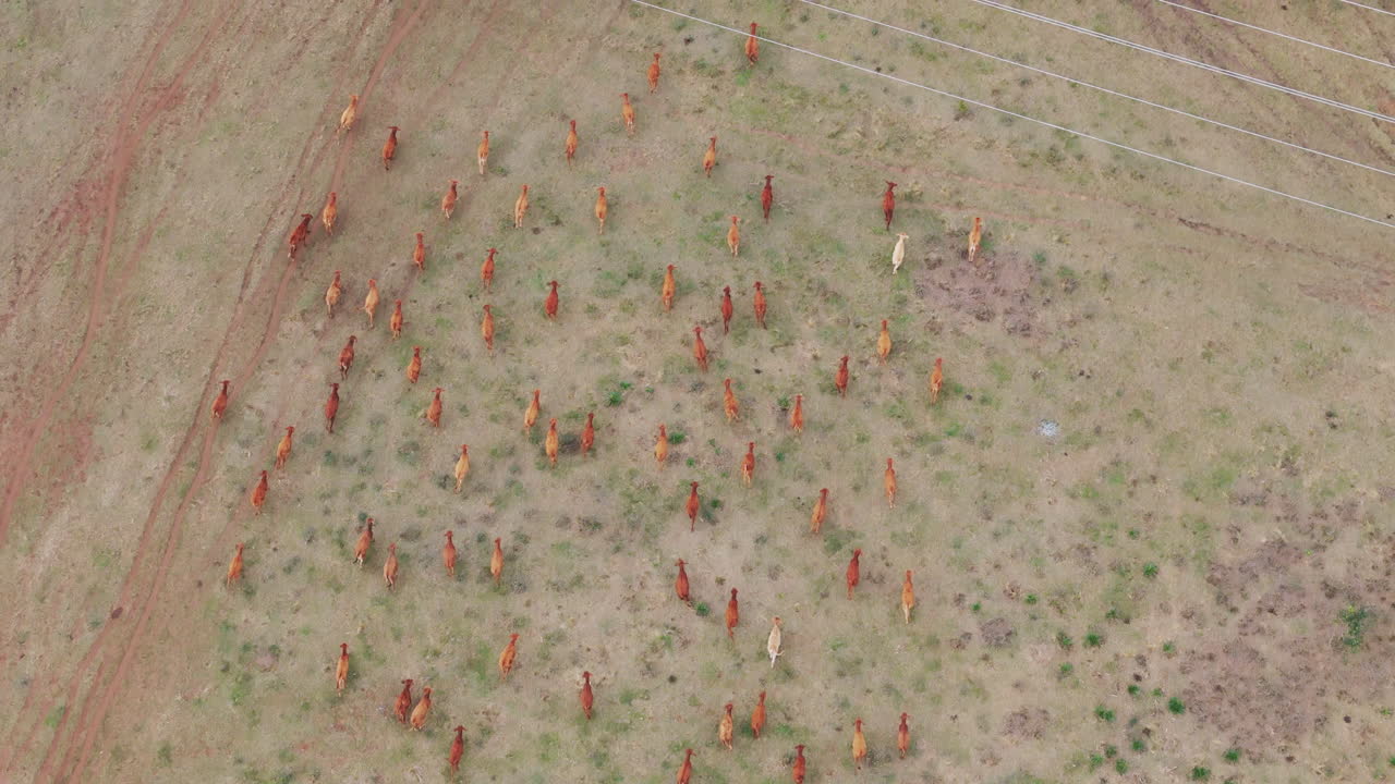 imágenes de drones de un gran rebaño de ganado marrón migrando sobre tierras secas en américa, con el drone descendiendo y volando más cerca para seguir el rebaño
