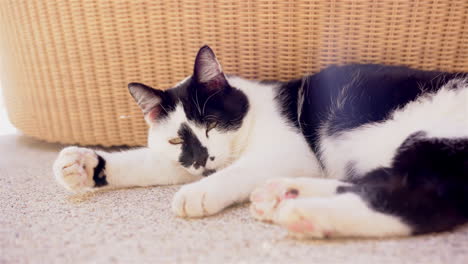 black and white cat lying on carpet, relaxing and napping peacefully