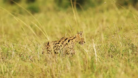 close shot of serval cat hunting for food to feed, rare african wildlife in maasai mara national reserve, kenya, africa safari animals in masai mara north conservancy