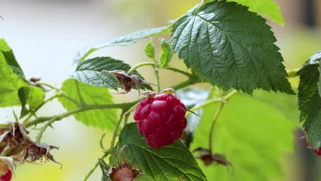 close-up of a raspberry on a plant
