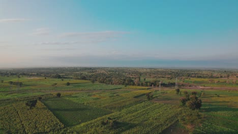 Sonnenblumenfarm-Bei-Sonnenuntergang-Mit-üppigen-Grünen-Blättern-Auf-Einem-Bauernhof-In-Afrika