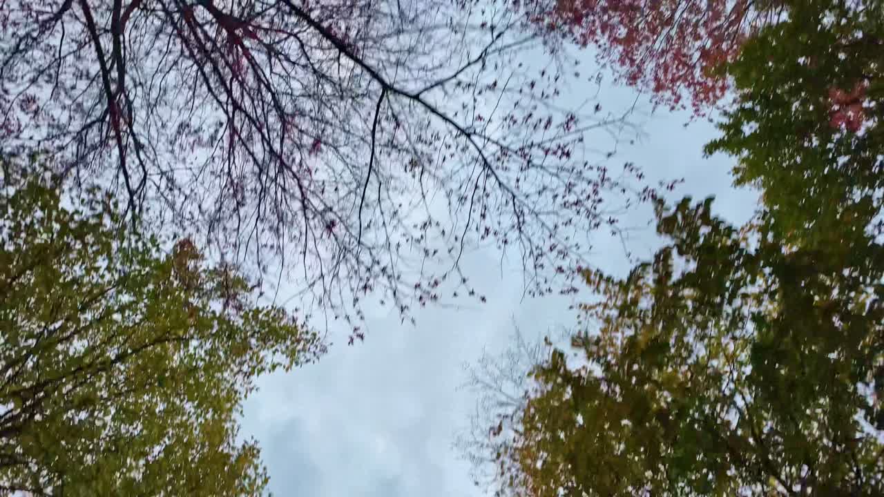 Looking up during walking of green trees framing the overcast blue sky on an autumn day