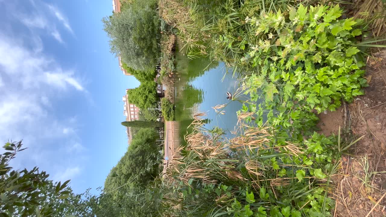 도시 공원 에 있는 호수 의 표면 에 앉아 있는 오리 를 찍은 측면 추적 사진