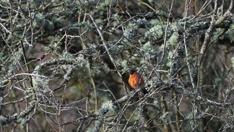 Goldfinch-Hopping-Around-on-Thin-Tree-Branch