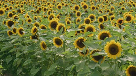 Sunflower-garden