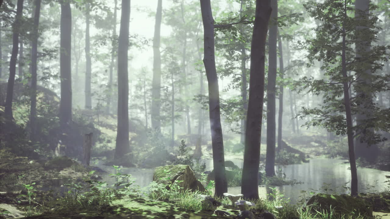 Exploring a misty forest with a serene pond reflecting the morning light