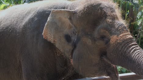 elefante asiático aleteando sus orejas. fotografía estática de primer plano