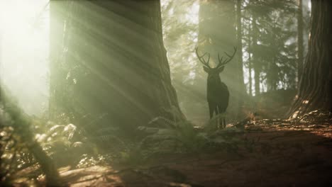 beautiful deer in the forest with amazing lights at morning