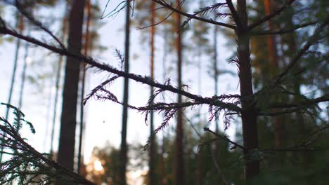 close up of branch of conifer tree in a forest gently swaying in ruovesi, finland