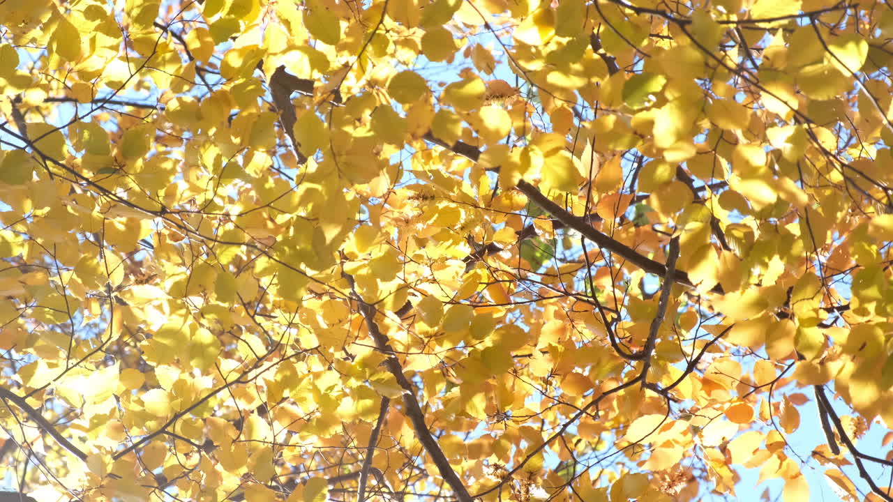 Ginkgo biloba leaves in yellow natural landscape in Japan