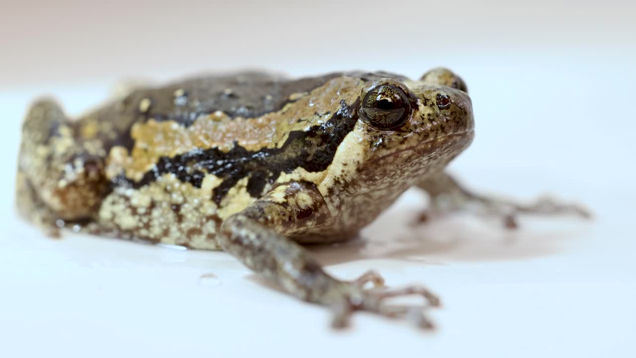 A frog is shown in various angles on a white surface, highlighting its texture and colors under bright lighting