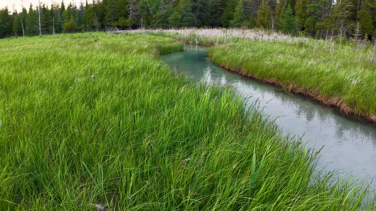 Aerial drone view of a calm stream winding through lush green marshland with dense grasses and forest edge