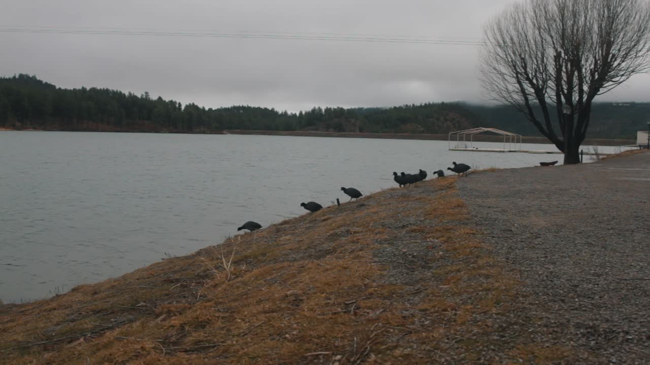 Group of ducks heading to water
