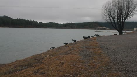 group of ducks heading to water