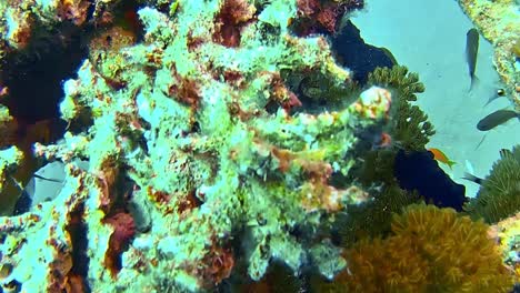 underwater shots while diving on a colorful reef with many fishes.