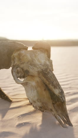 animal skull in desert sand