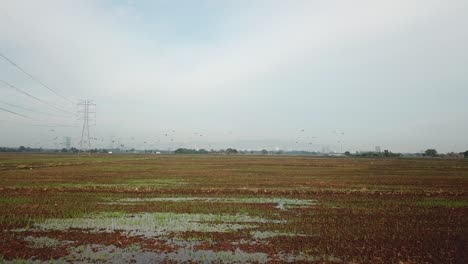 El-Pico-Abierto-Asiático-Vuela-En-El-Campo-De-Arroz-Seco-Con-La-Torre-Eléctrica-En-La-Parte-Trasera.