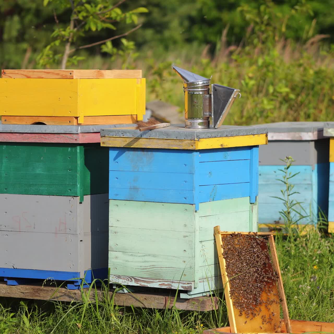 Hives with bees on a field. Apiary with bees flying to the landing boards. Apiculture. Bee smoker is standing on hive