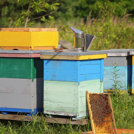 hives with bees on a field. apiary with bees flying to the landing boards. apiculture. bee smoker is standing on hive
