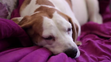 viejo beagle acostado sobre una manta morada en el interior y parpadeando lentamente mientras se queda dormido