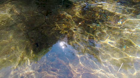 Bright-Summer-Sun-Reflects-from-Clear-Lake-Waves-in-Slow-Motion-and-Lights-Shallow-Underwater-Sand-with-Beautiful-Abstract-Patterns-as-Pine-Needles-Drift