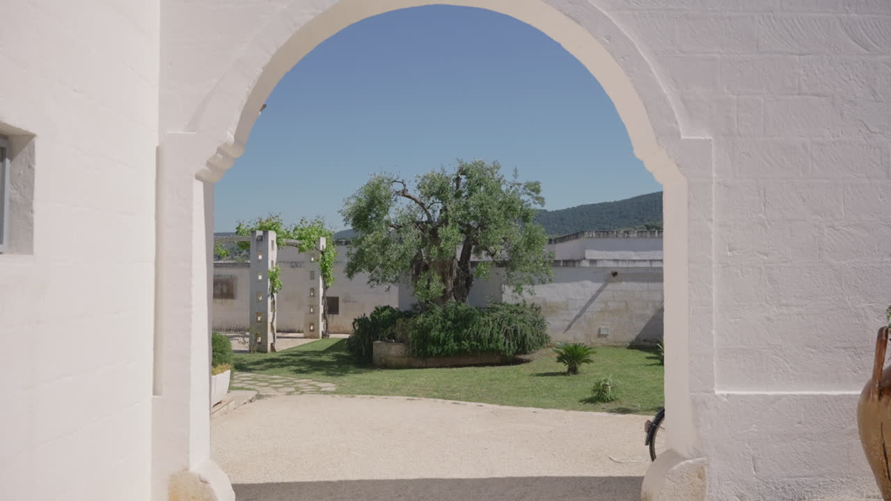 Slow motion cinematografico di un antico ulivo in un cortile mediterraneo.