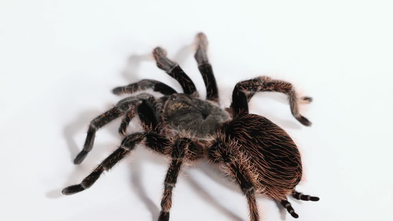 Tüylü Brachypelma hamorii tarantulası, düzgün aydınlatma altında temiz beyaz stüdyo yüzeyinde yavaşça sürünüyor