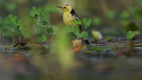 wagtail bird feeding in wetland