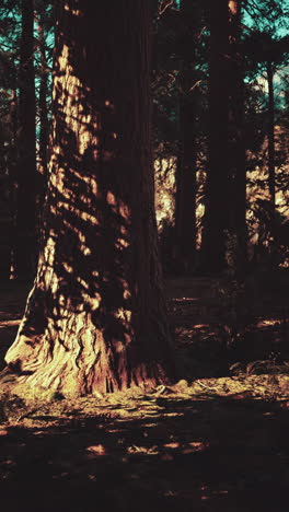 escena de un bosque salpicado de sol