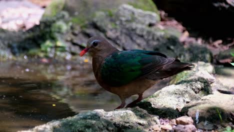 Visto-En-El-Borde-Del-Pozo-De-Agua-Bebiendo-Agua-Mientras-Mira-A-La-Cámara,-Paloma-Esmeralda-Común,-Chalcophaps-Indica,-Tailandia