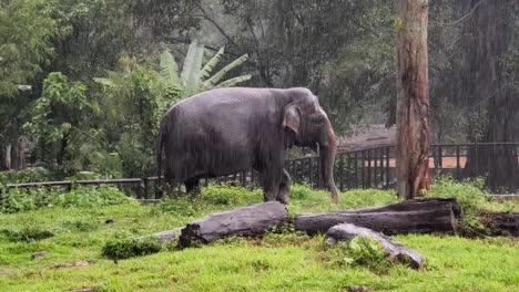 elephant in the rain at the zoo