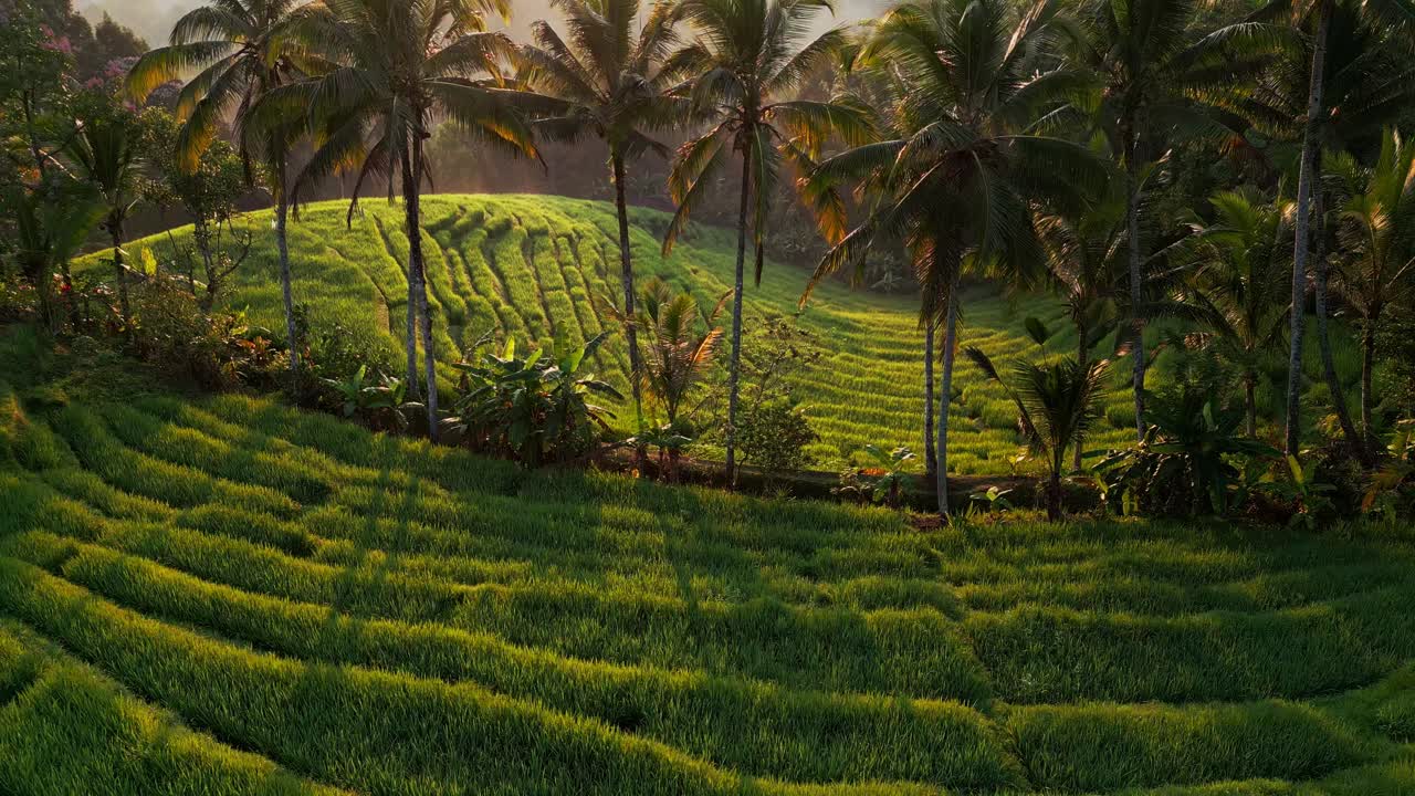 Belimbing Rice Terrace in Bali is alive with color and texture. Captured by drone in the early morning, the green landscape flows gently across the hills in quiet rhythm.