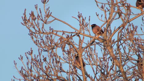 Gewöhnlicher-Indischer-Myna-Vogel,-Der-Auf-Einem-Kahlen-Baum-Thront,-Windiger-Tag,-Goldene-Stunde,-Australien,-Gippsland,-Victoria,-Maffra,-Mittlere-Aufnahme