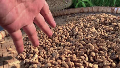 hands of person inspect fresh luwak coffee, close up view