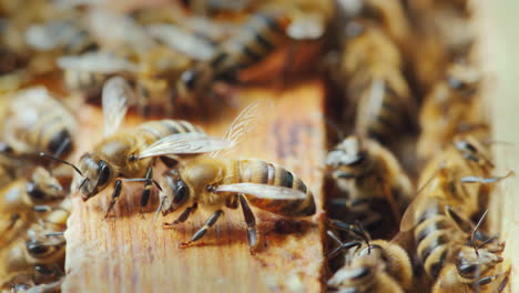 en el marco de madera de la colmena de abejas muchas abejas se reunieron para crear cera y miel