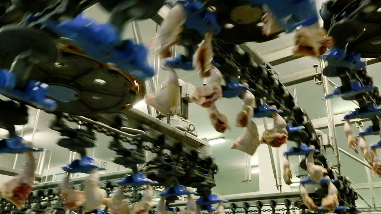 Chicken factory line. VINNITSA, UKRAINE SEPTEMBER 2017: Poultry processing in food industry on conveyor