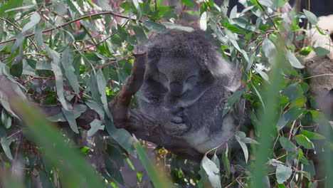 Koala-Bear-Sleeping-On-Eucalyptus-Tree