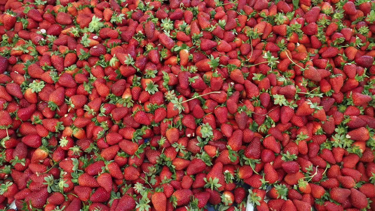 A large pile of fresh red strawberries