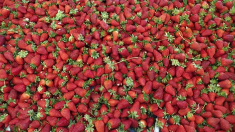 a large pile of fresh red strawberries